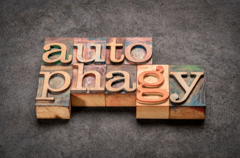 What is autophagy