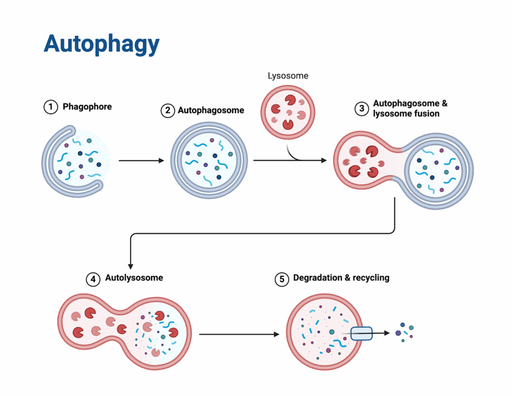Step-by-step scientific illustration of the autophagy process, from phagophore formation to degradation and recycling in autolysosomes